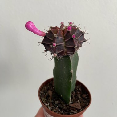 Moon Cactus (Graft)