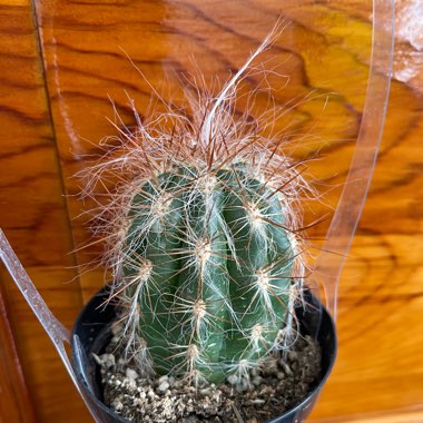 Old Man of the Andes Cactus