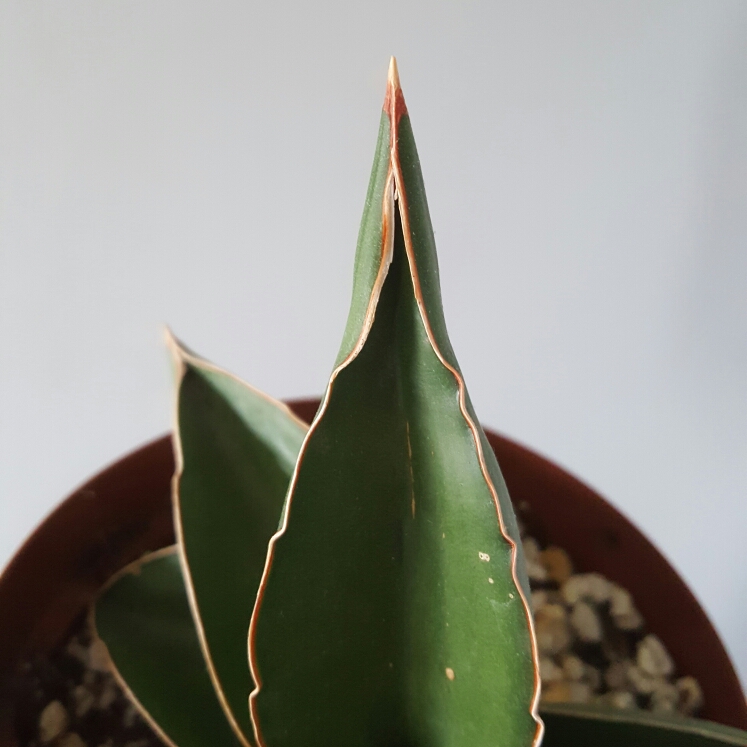 plant image 1099114