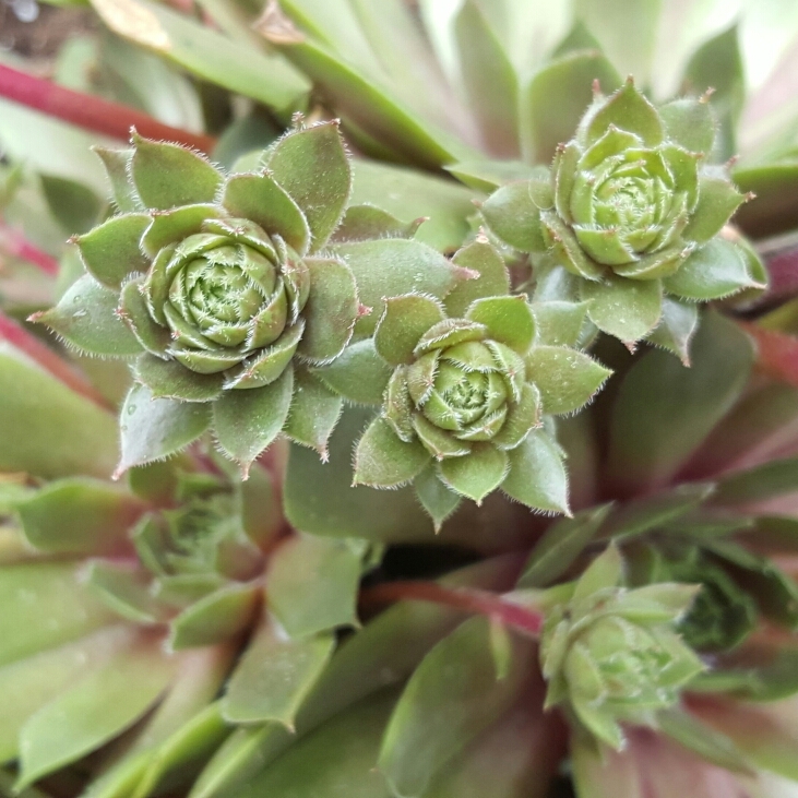 Plant image Sempervivum tectorum 'Emerald Empress'