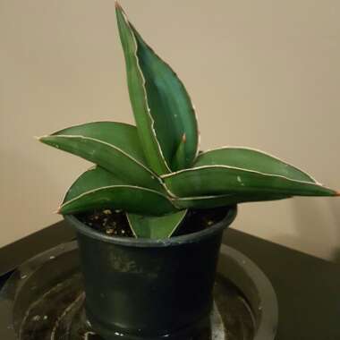 Sansevieria ehrenbergii