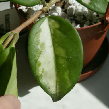 Hoya carnosa 'Rubra'