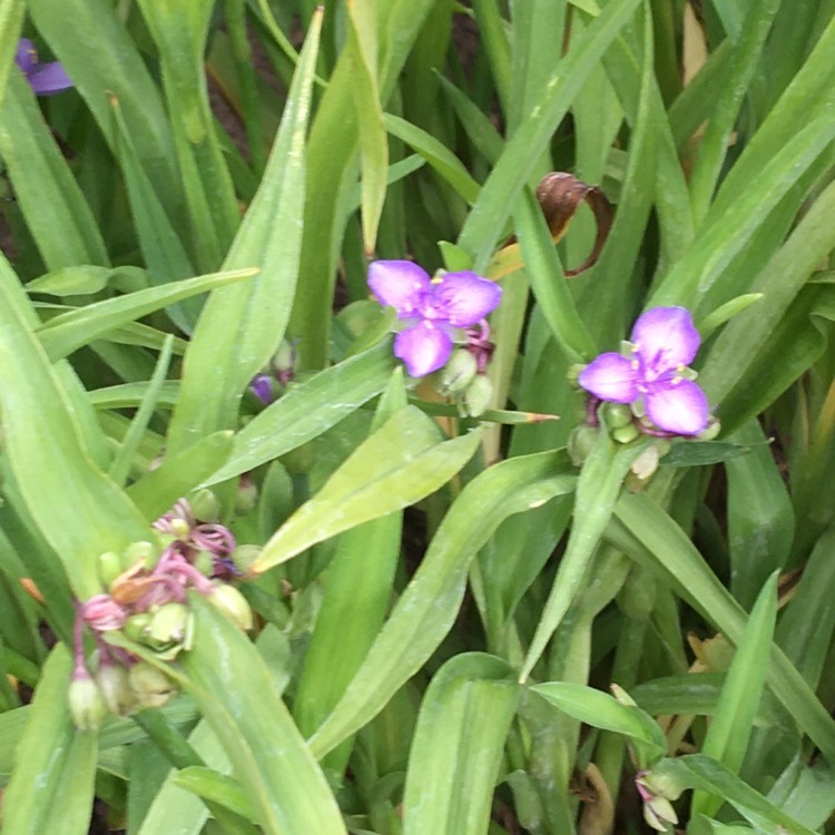 Plant image Tradescantia (Andersoniana Group) 'Purple Dome'