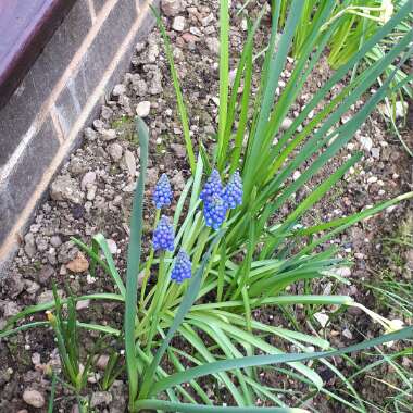 Grape Hyacinth (Species) Armenian Grape Hyacinth