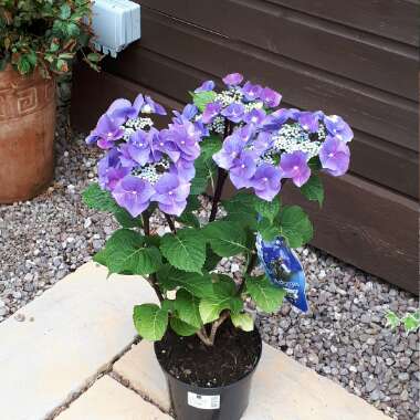 Hydrangea 'Blue Sky'