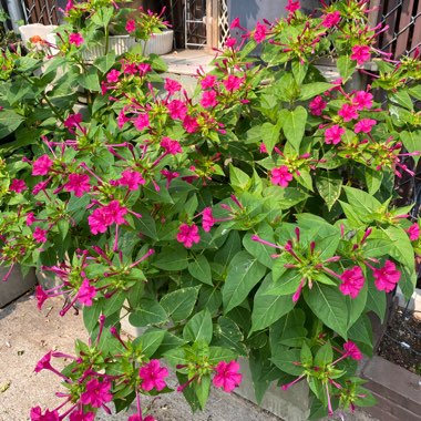 Mirabilis multiflora