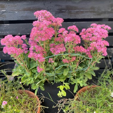 Hylotelephium 'Autumn Joy'