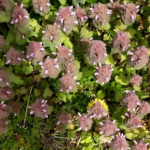 Plant image Lamium purpureum