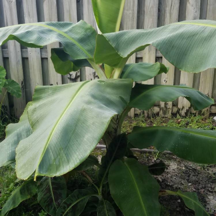 Plant image Musa Tropicana