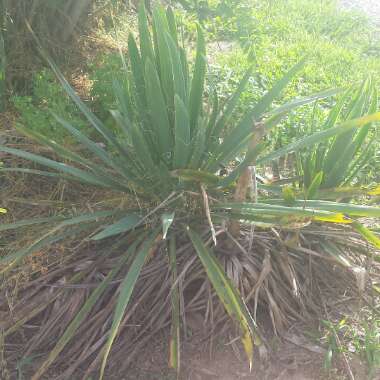 Yucca