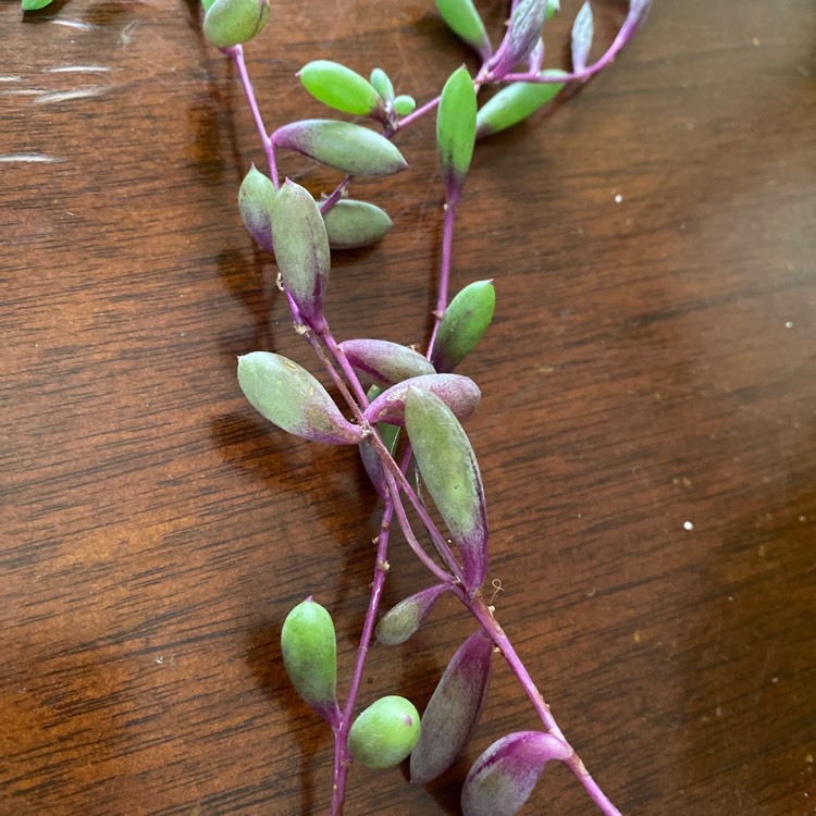 Plant image Senecio 'Radicans'