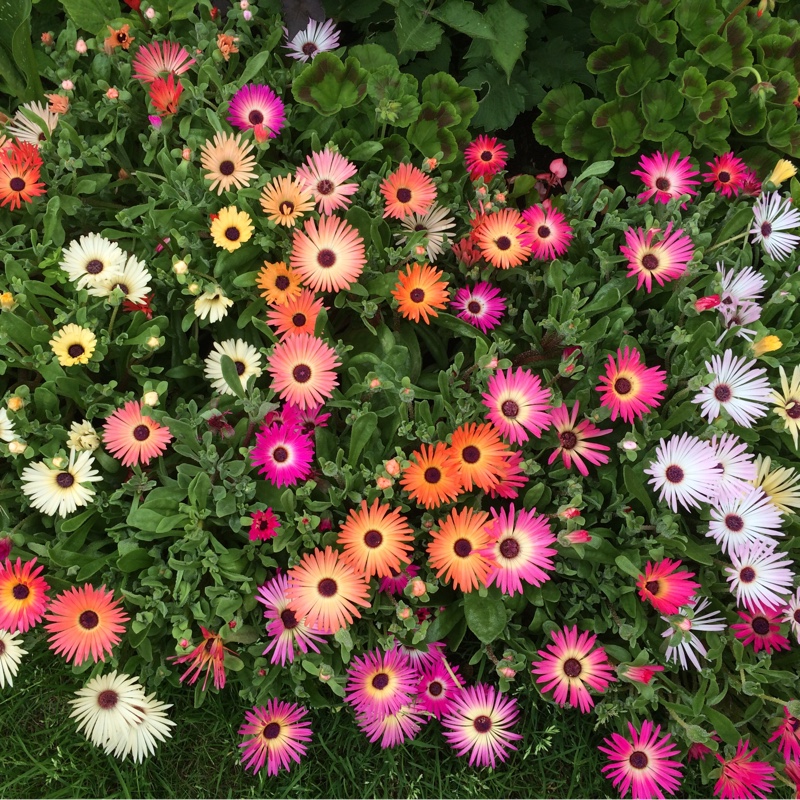 Livingstone Daisy