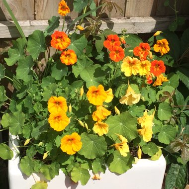 Nasturtium