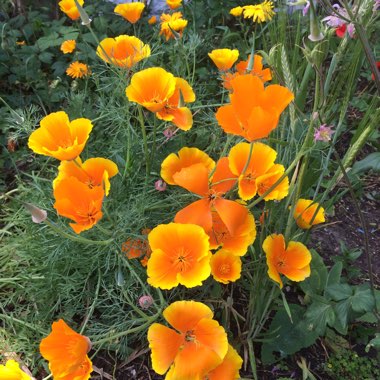 California Poppy