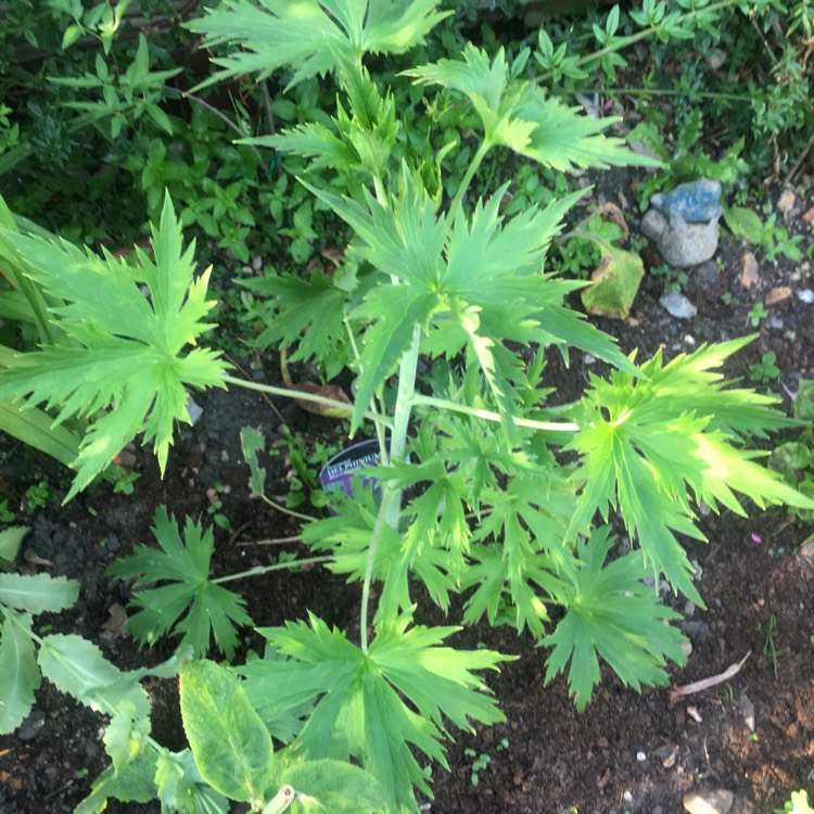 Plant image Delphinium 'Black Knight'