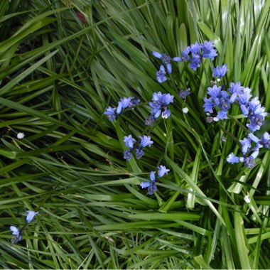 English Bluebell