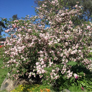 Bechtel's Crab Apple