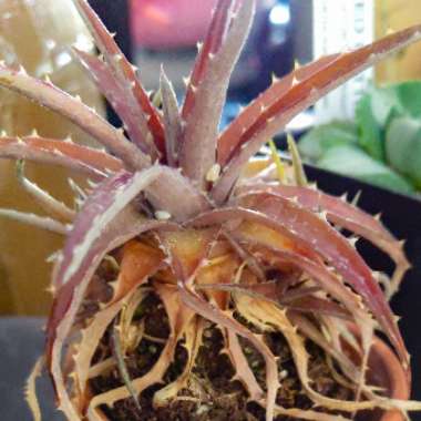 Dyckia Brevifolia