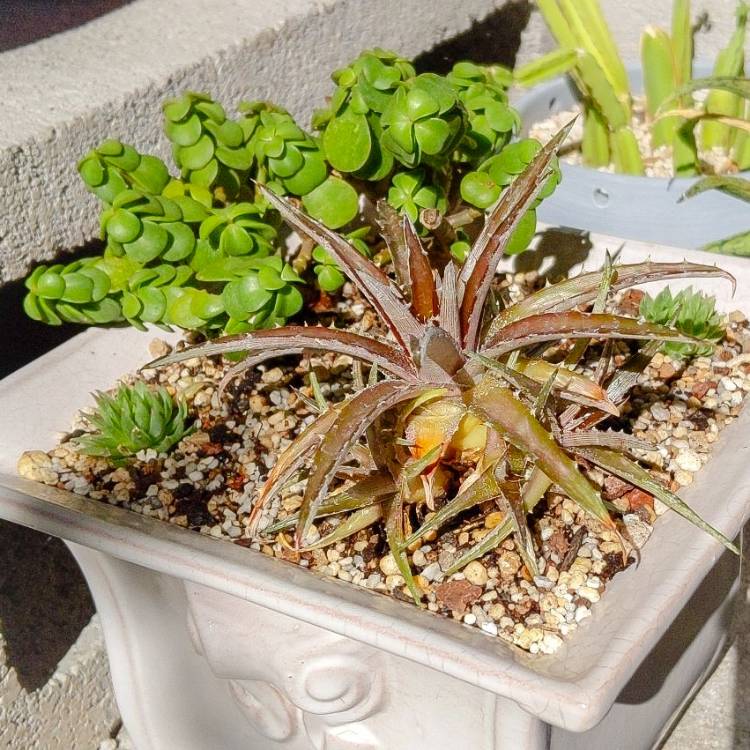 Plant image Dyckia Brevifolia