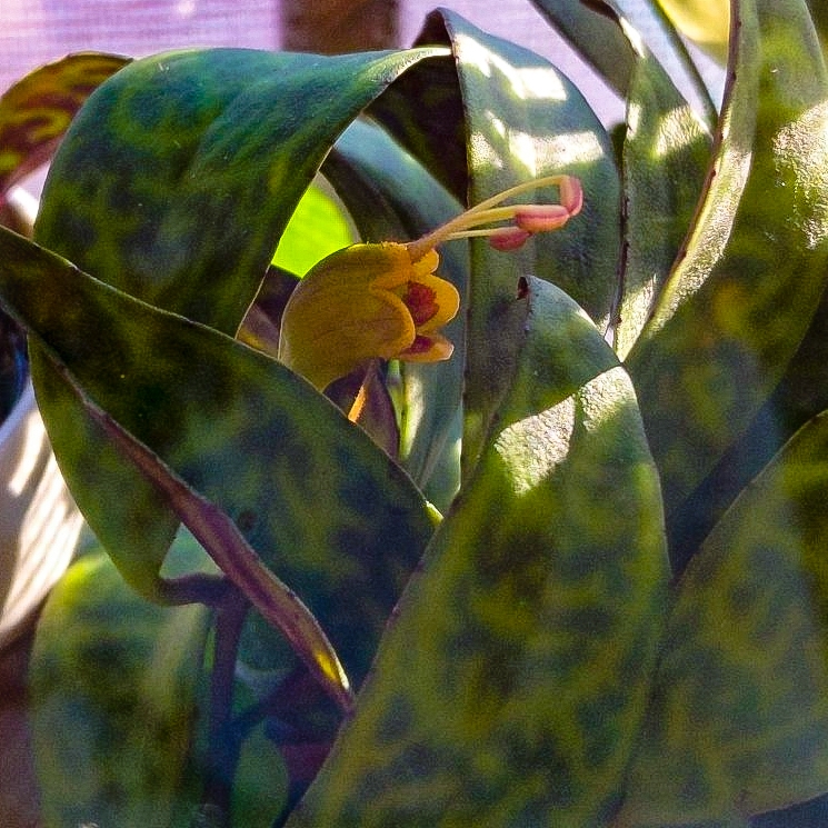 Plant image Aeschynanthus longicaulis 'Black Pagoda'