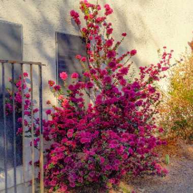 Bougainvillea 'Glabra'