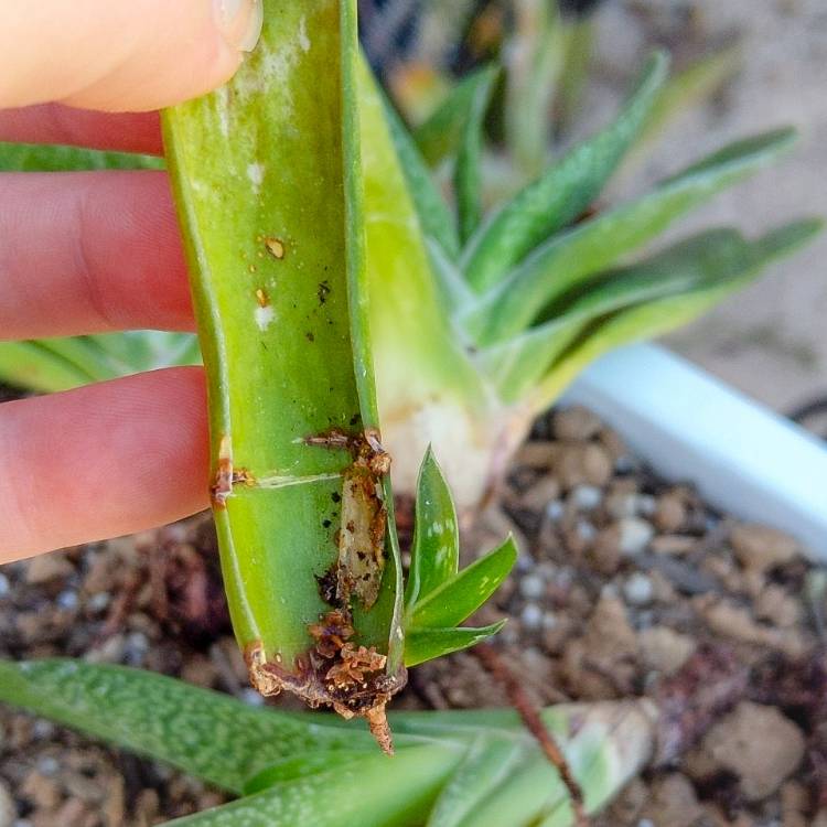 Plant image Gasteria bicolor var. 'bicolor'