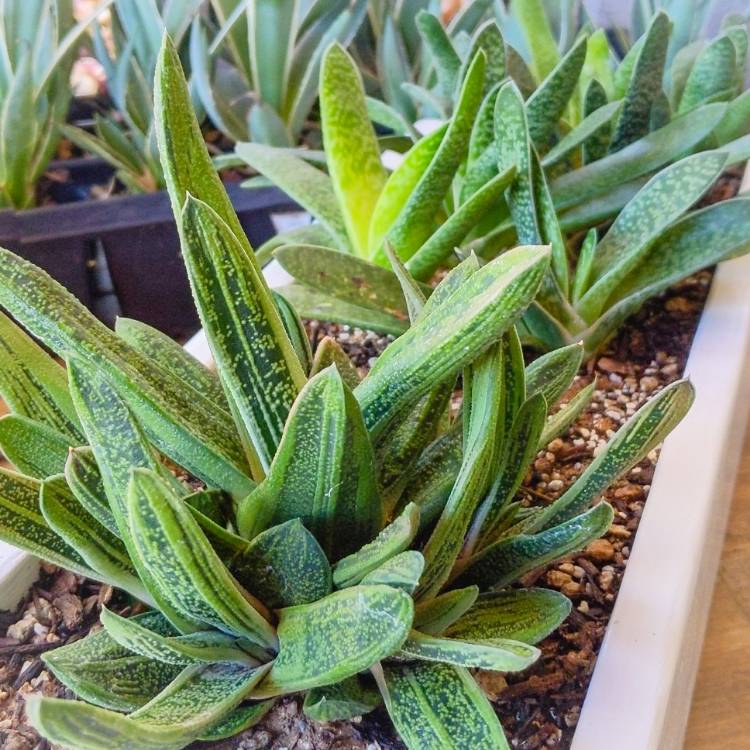 Plant image Gasteria bicolor var. 'bicolor'