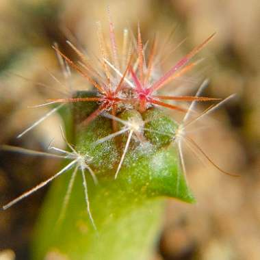 Ferocactus