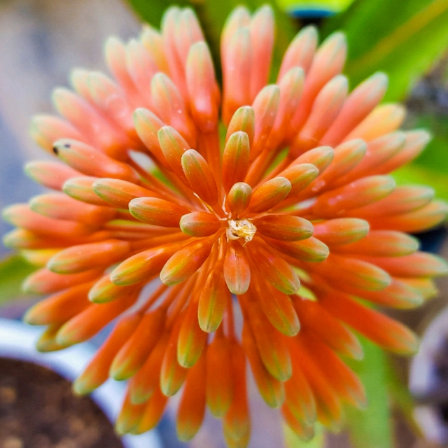 Plant image Aloe Rooikappie