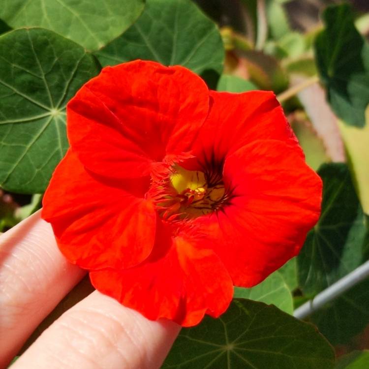 Plant image Tropaeolum majus 'Empress of India'