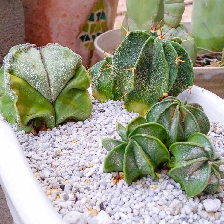 Plant image Astrophytum