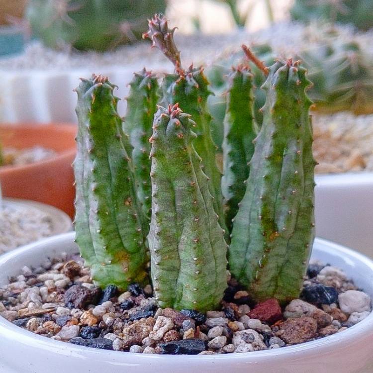 Plant image Euphorbia Pseudoglobosa