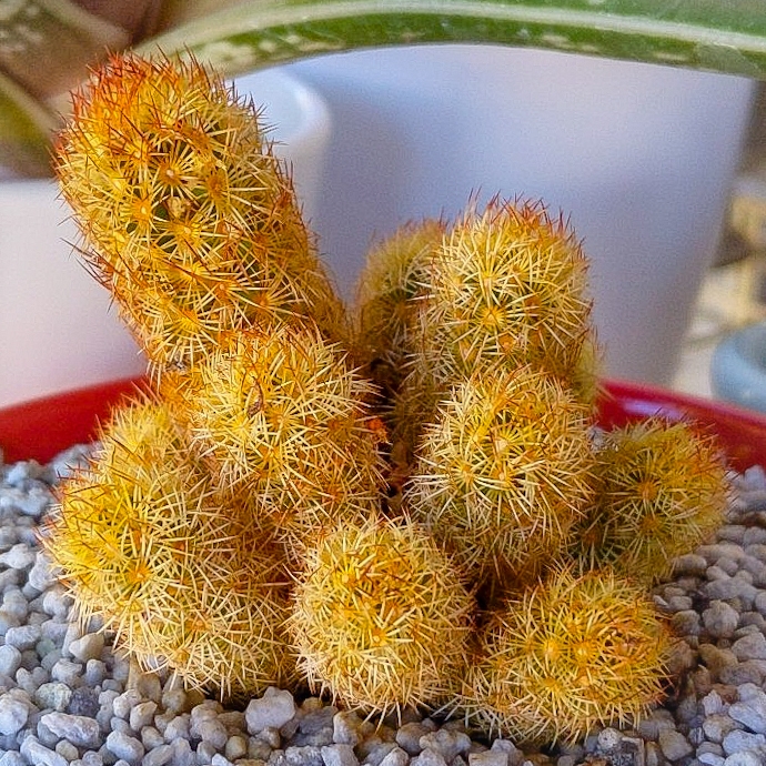 Plant image Mammillaria elongata