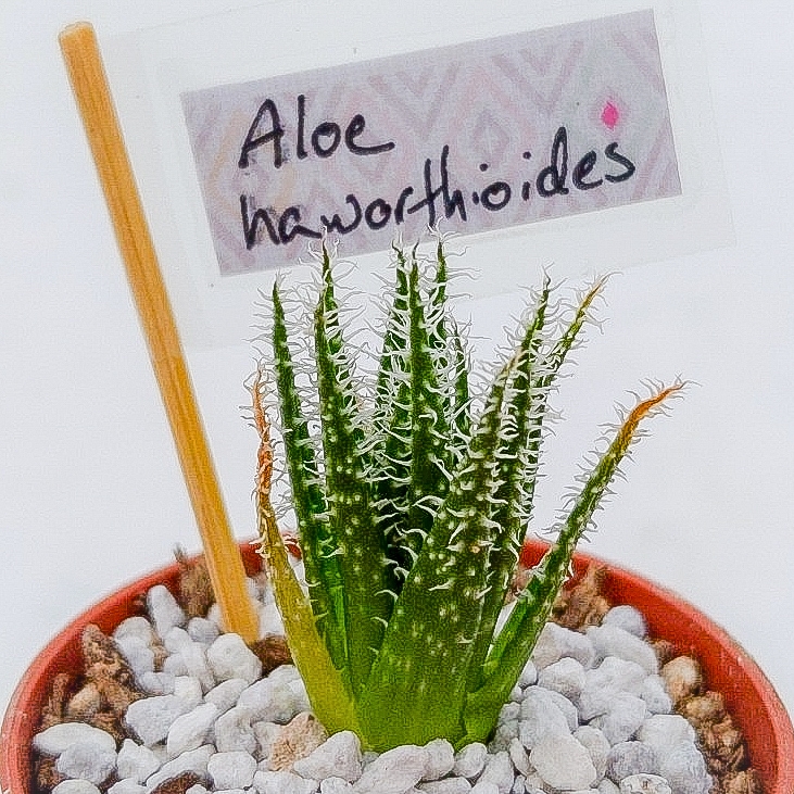 Plant image Aloe haworthioides