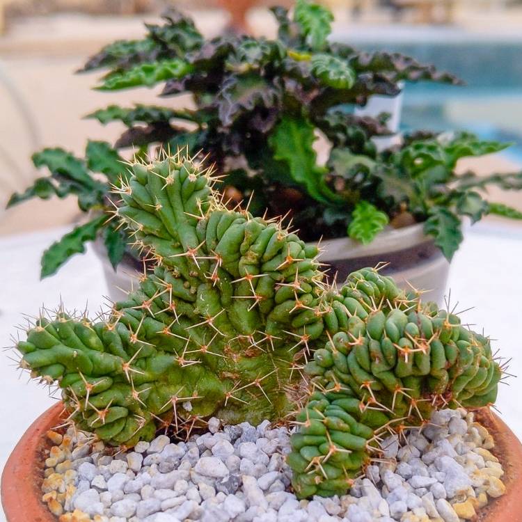 Plant image Myrtillocactus geometrizans cristata