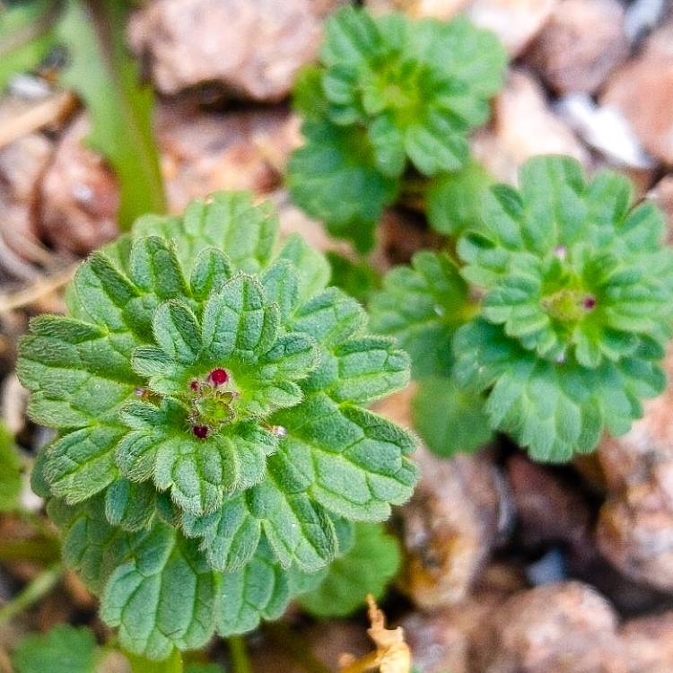 Plant image Lamium amplexicaule