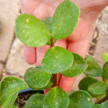 Portulacaria Afra