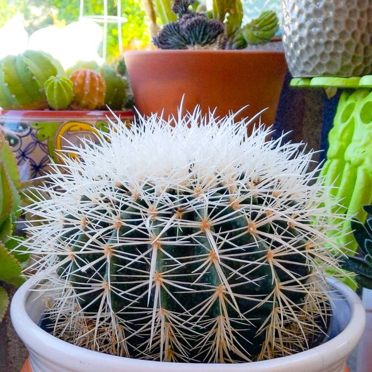 Plant image Echinocactus grusoni var.albispinus