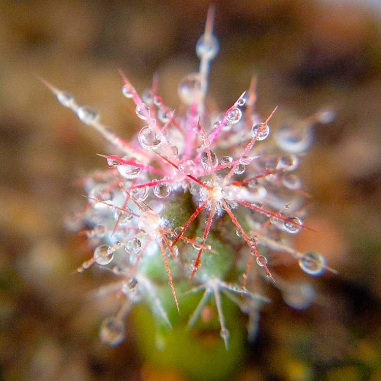 Plant image Ferocactus