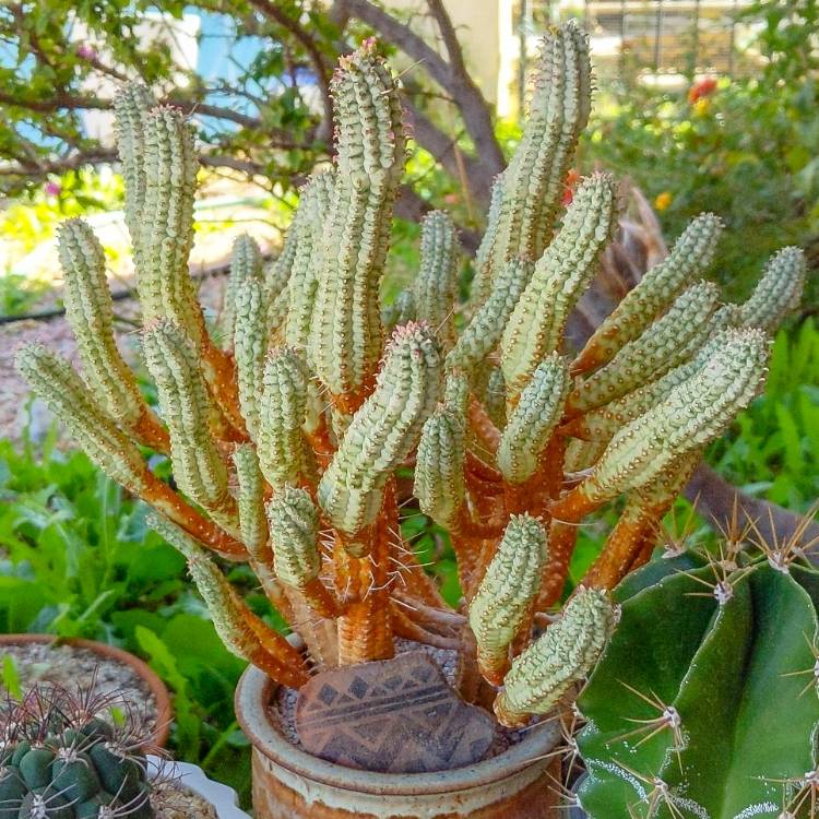 Plant image Euphorbia mammillaris 'Variegata'