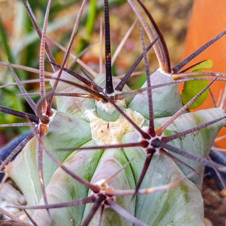 Plant image Echinocactus platyacanthus