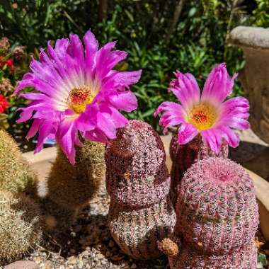 Echinocereus rigidissimus subsp. rubispinus