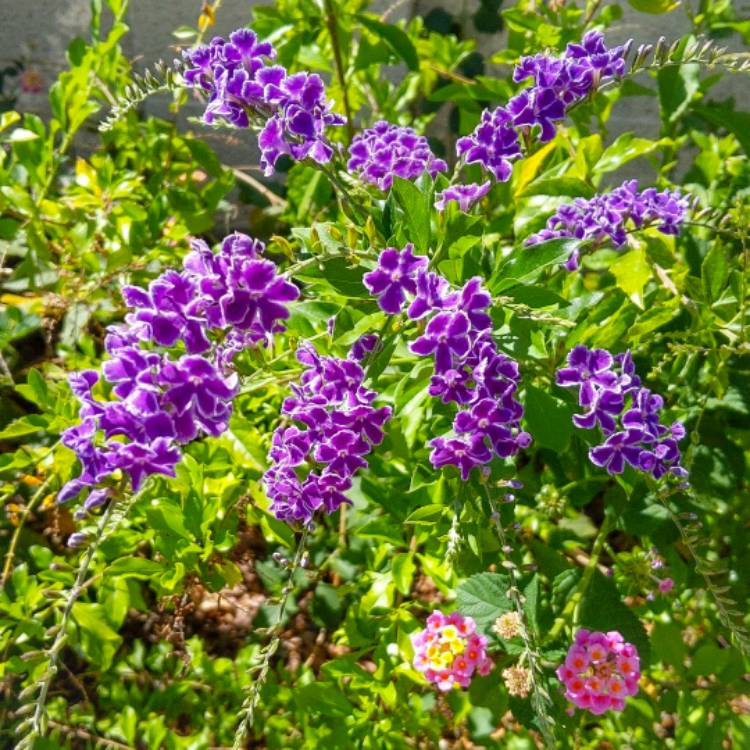 Plant image Duranta