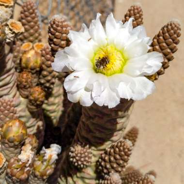 Tephrocactus 'Diadematus'