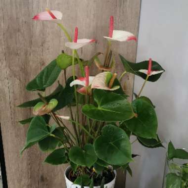 Flamingo Flower 'Princess Ariane Pride'