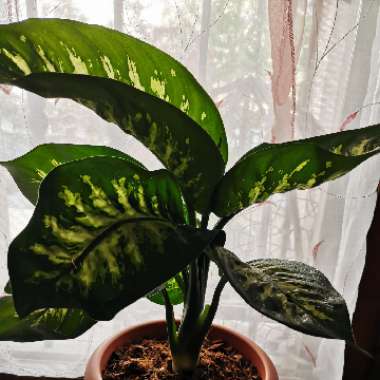 Dumb Cane