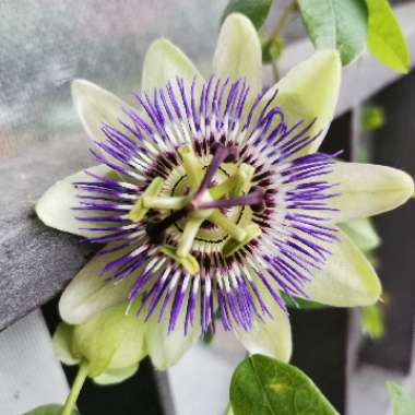 Passion Flower