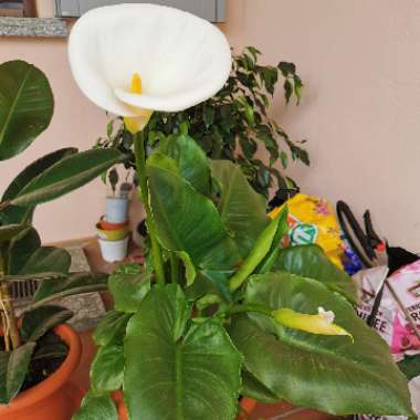 Arum Lily 'Crowborough'