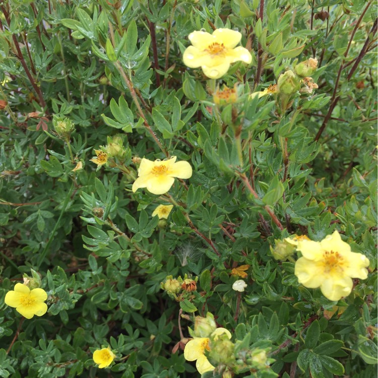 Plant image Potentilla verna 'Nana'