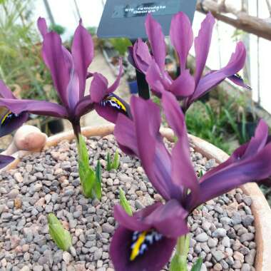 Iris 'George' syn. Iris reticulata 'George',  Iris histrioides 'George'